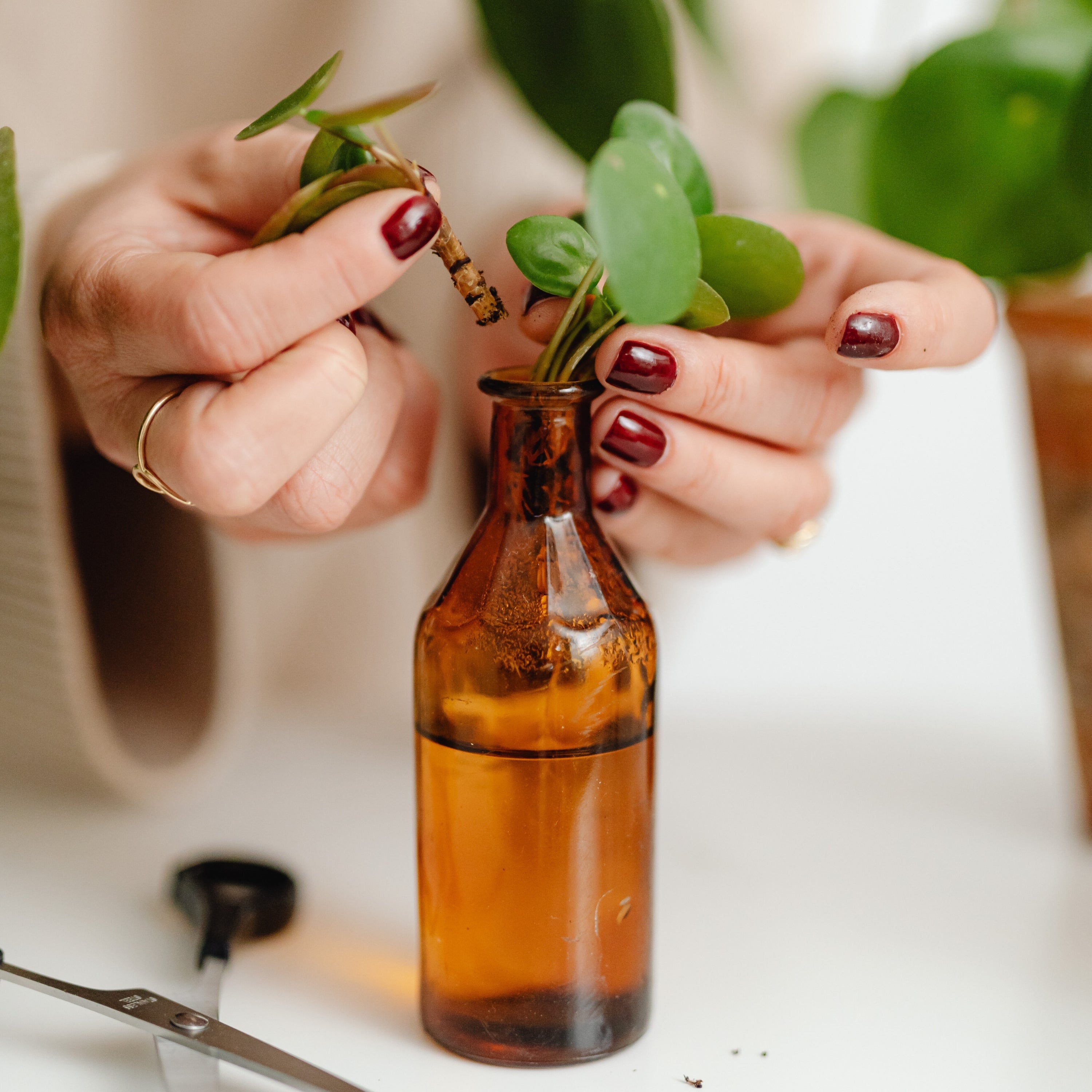 Herbal Supplements