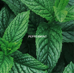AERA peppermint and rosemary aroma creates a calm, spa-like ambience