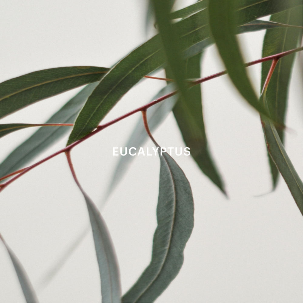 AERA sustainably sourced ingredients highlight quality and ethical sourcing