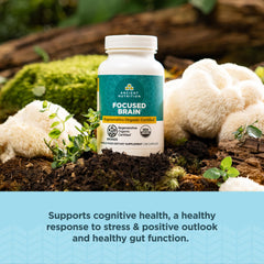 Ancient Nutrition Lions Mane capsule texture and clear branding for cognitive support