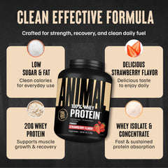 Animal 100% Whey strawberry powder being mixed in water for on-the-go protein boost.