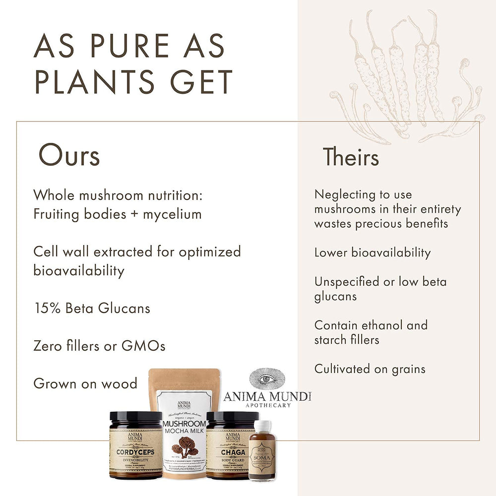 Anima Mundi Chaga powder in a teacup infusing warm, earthy notes.