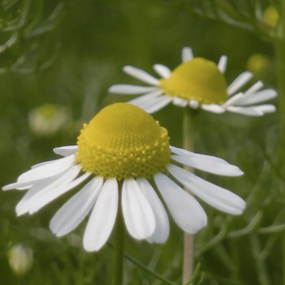 Aromatics International chamomile diffuser scene highlighting a peaceful aromatherapy moment.