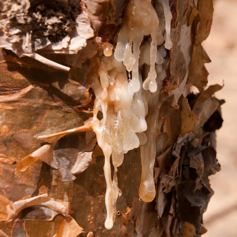 Label closeup of Aromatics International frankincense oil showing purity.
