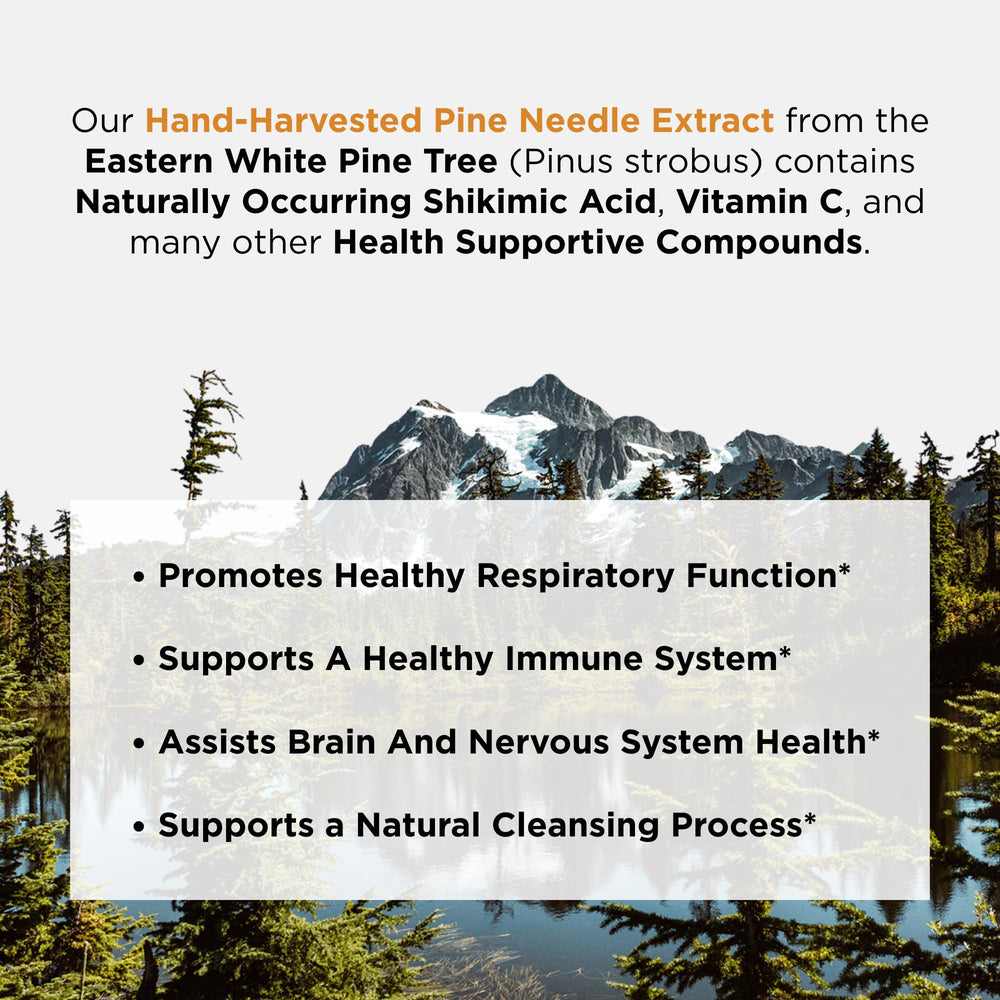 Ascent Nutrition Pine Needle Extract organic glycerin-base bottle emphasizes a gentle tincture base