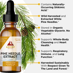 Ascent Nutrition Pine Needle Extract wild-forest sourcing conveys purity and sustainable harvest