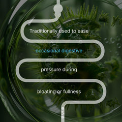 Herbal blend on spoon beside IBShield bottle