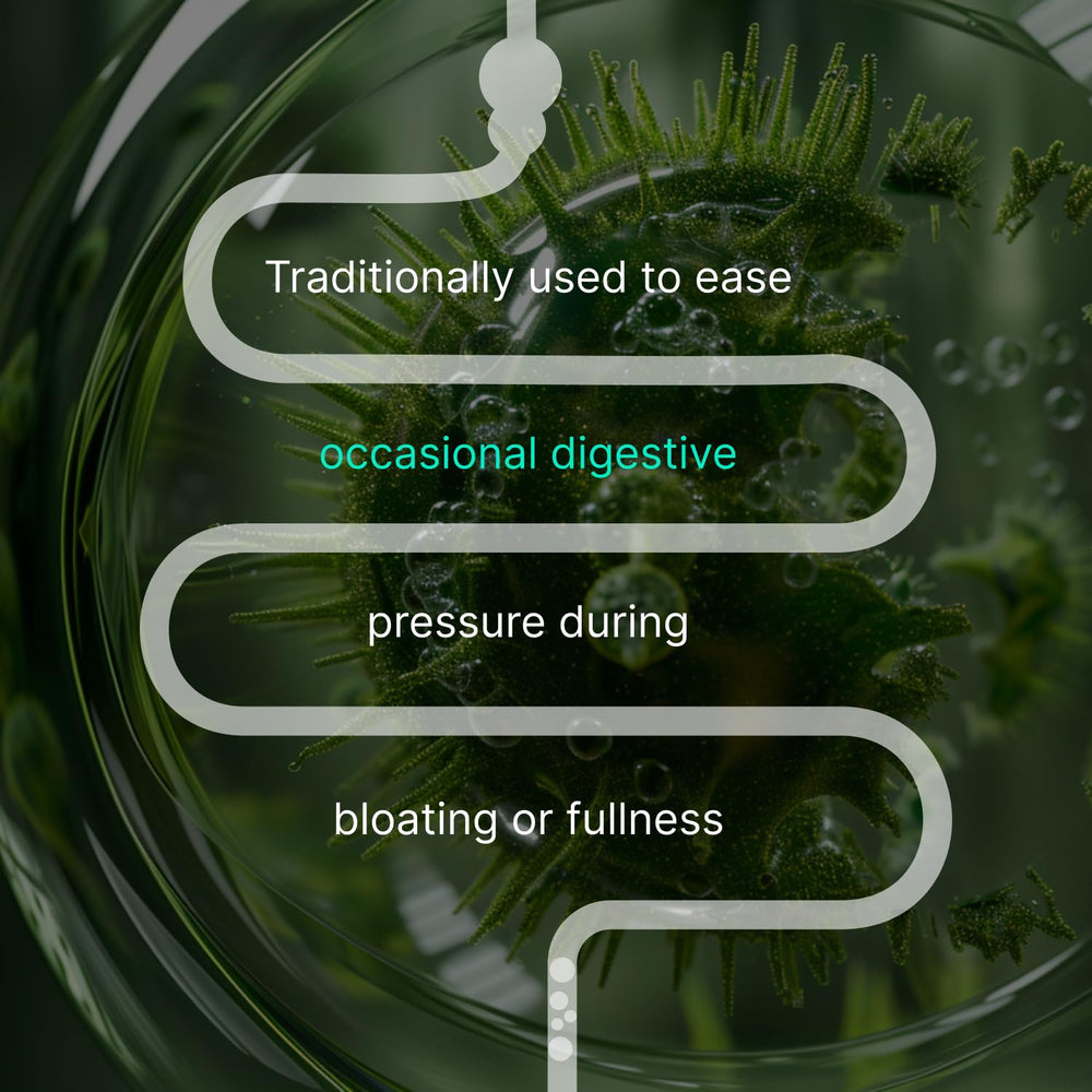 Authenta IBShield ingredient list visual outlines nine botanicals for balanced digestion