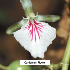 Banyan Botanicals Organic Cardamom powder highlights aromatic digestive support.