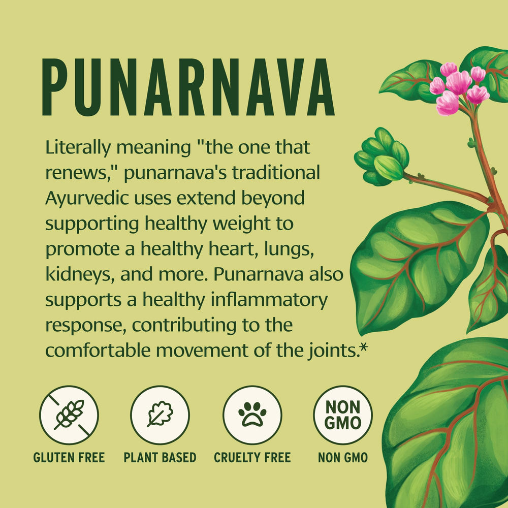 Scoop with Punarnava powder shows convenient preparation for everyday wellness routines.