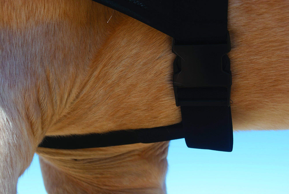 Benefab Hood on horse during turnout demonstrates versatile use in stable or pasture