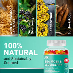 BIO VITALICA Sea Moss Gummies ingredients scene featuring sea moss and berries