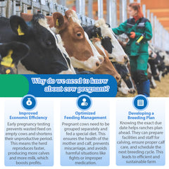 Bovine Pregnancy Test Kit urine sample collection guide for easy use.