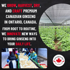 Canadian Vita ginseng root wellness gift option for thoughtful gifting.