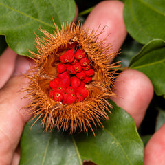 Cardiovascular Research Annatto Tocotrienols packaging box emphasizes natural annatto sourcing.