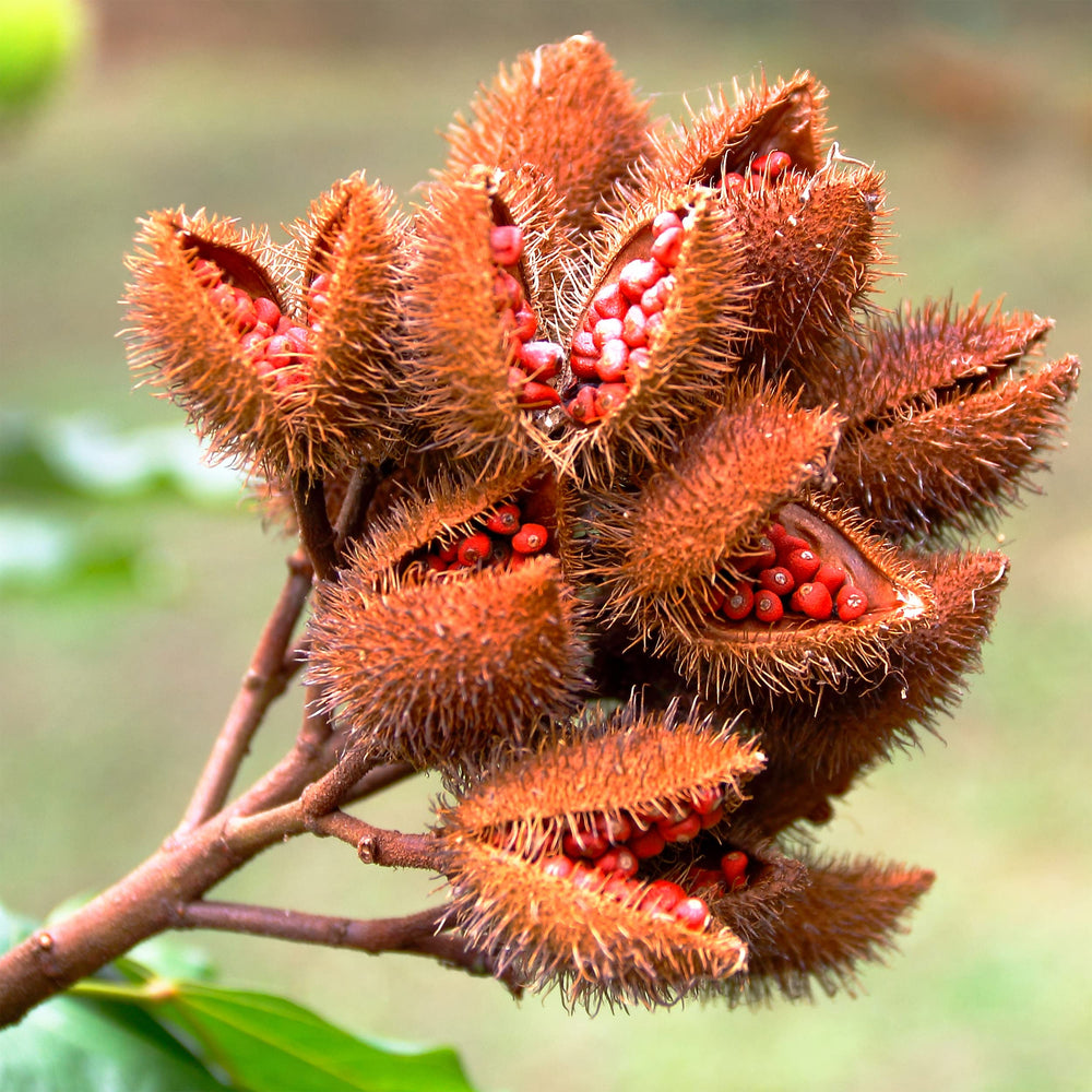 Cardiovascular Research Annatto Tocotrienols softgels closeup highlights 125 mg capsules for daily use.