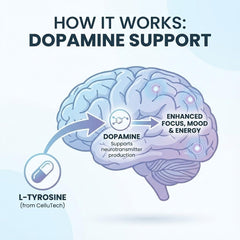 CelluTech L-Tyrosine with B vitamins aids cognitive focus