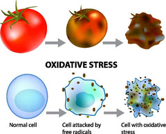 CitriRx Acetyl Glutathione daily-use image inviting routine