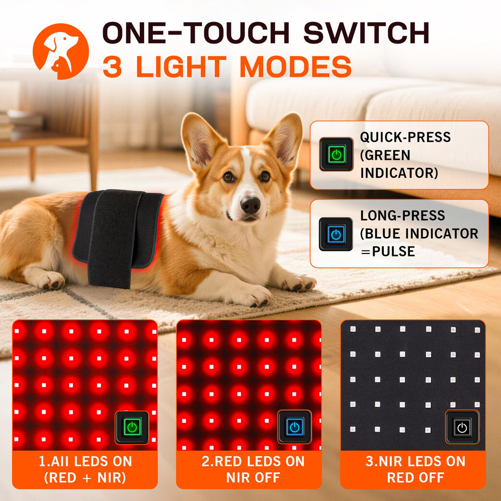 Clocness dog home-use guide supports easy setup.