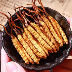 Close-up of dried Cordyceps Sinensis nodules from the Himalayas, ideal for infusion experiments.