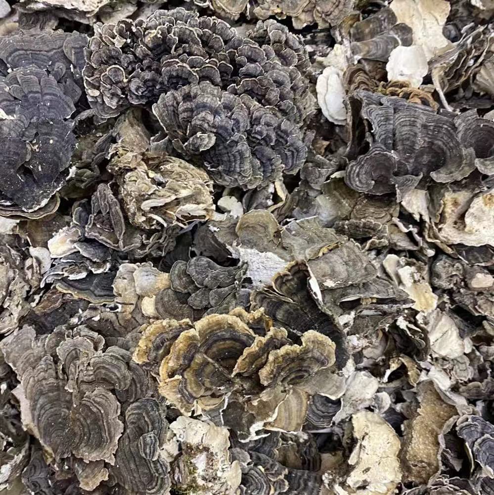 Coriolus Pure Turkey Tail Mushroom slice closeup, showcases texture for rich stock or broth