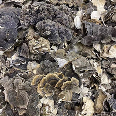 Coriolus Pure Turkey Tail Mushroom slice closeup, showcases texture for rich stock or broth