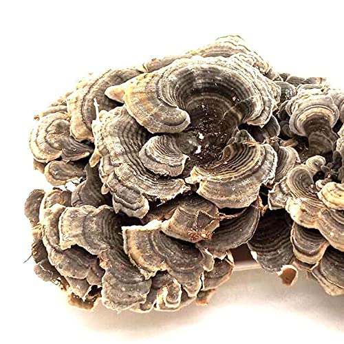 Coriolus Versicolor turkey tail close-up, ideal for tea preparation and aroma-rich infusions.