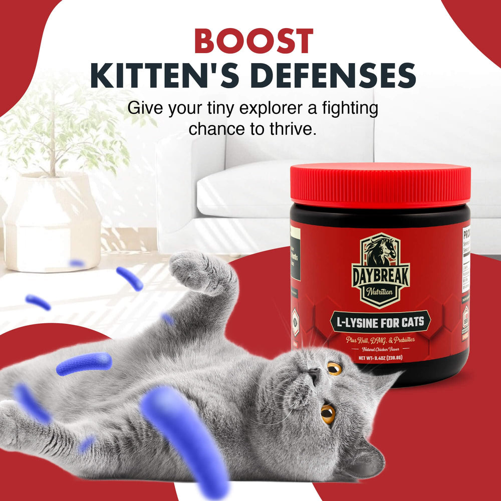Daybreak Lysine cats prebiotics visual emphasizes gut-friendly ingredients