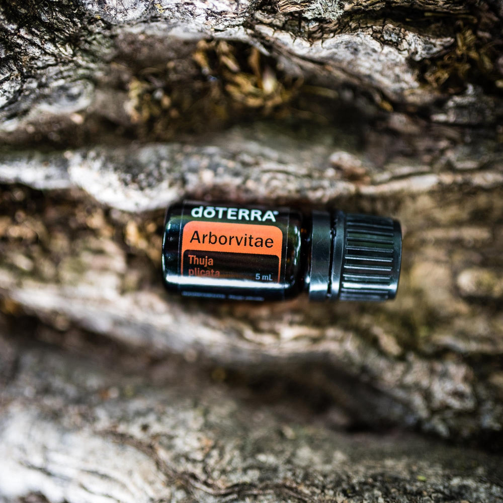 doTERRA Arborvitae meditation scene highlighting earthy ambiance.