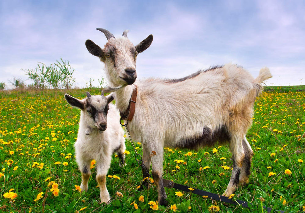 Dragon Herbs Goat Placenta Capsules ingredients include rice powder and bamboo extract for a clean profile.