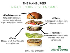 Dynamic Enzymes Gluten Plus outer box packaging for on-the-go dining and processed foods.
