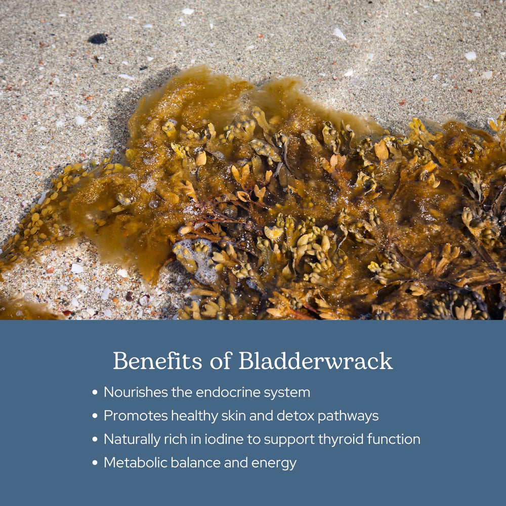 ECLECTIC INSTITUTE Eclectic Herb bladderwrack whole-plant image highlights natural source