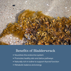 ECLECTIC INSTITUTE Eclectic Herb bladderwrack whole-plant image highlights natural source