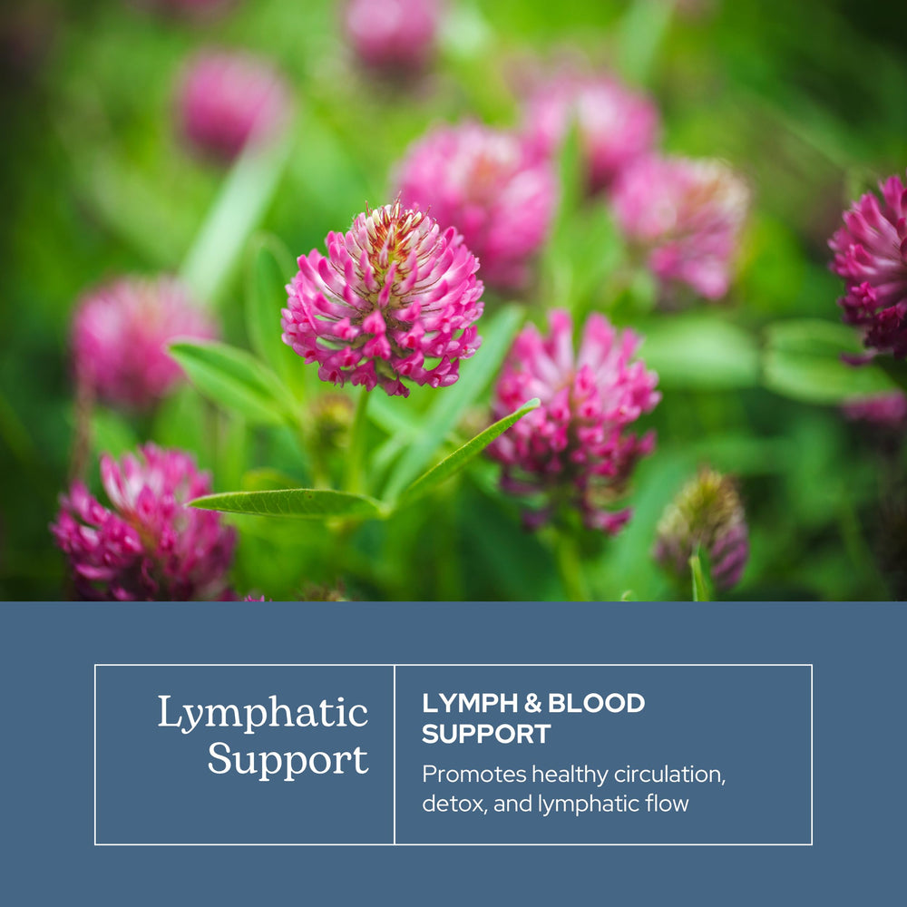 Freeze-dried herbs capture full-spectrum potency for convenient daily support in Eclectic Herb Lymph.