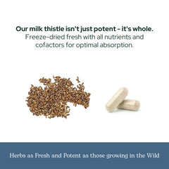 ECLECTIC INSTITUTE Eclectic Herb seed-to-capsule process illustration.