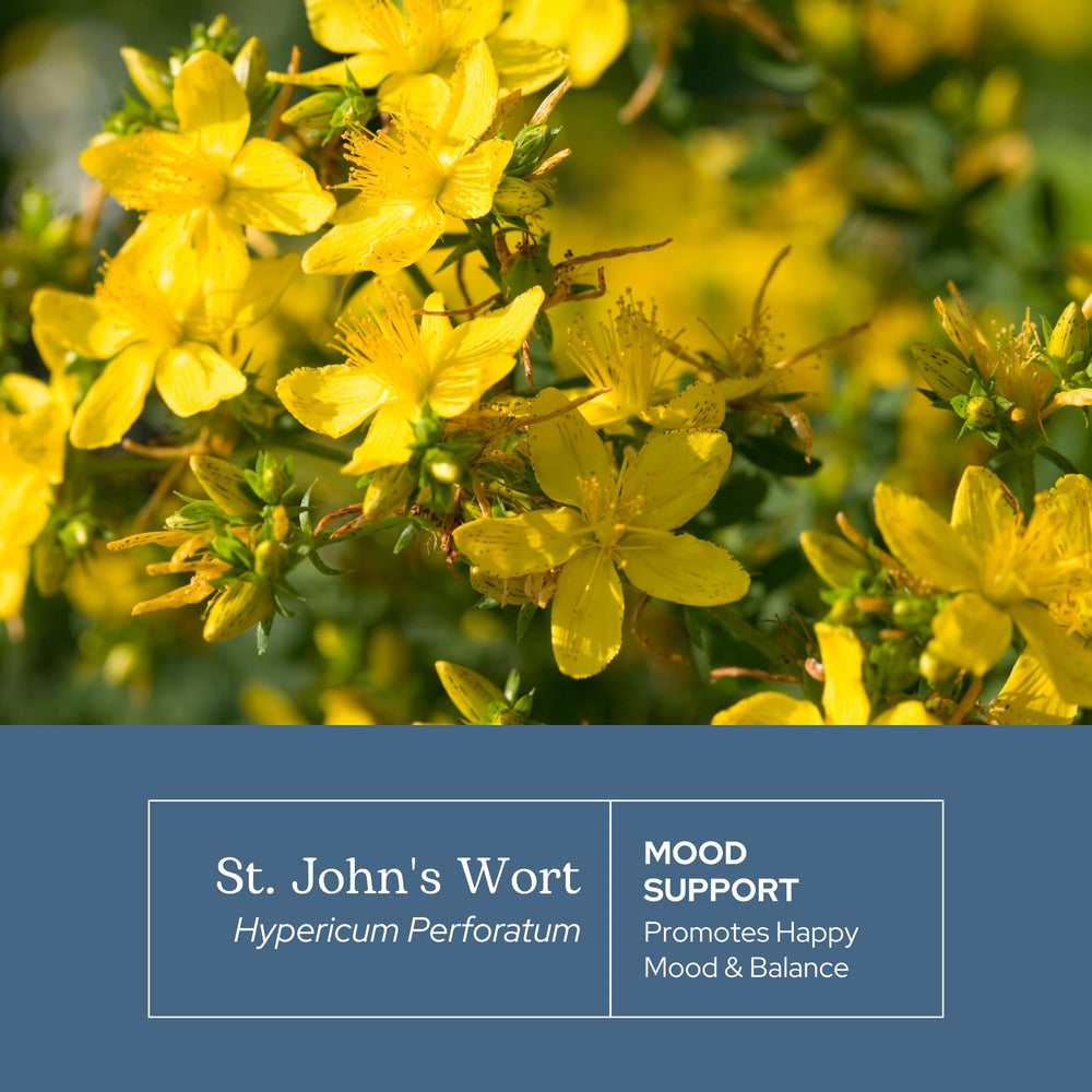 Dried St. John's Wort herb bundle from Eclectic Institute natural immune support hints