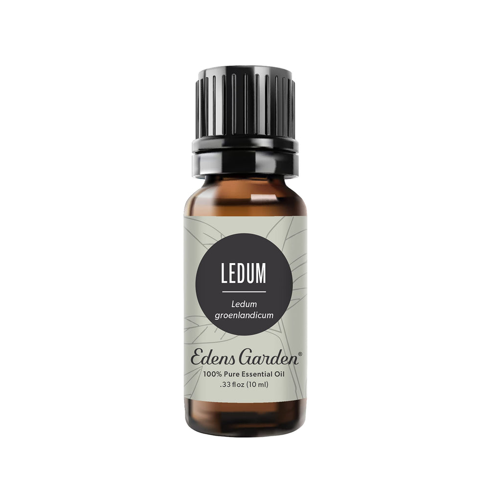 Edens Garden Ledum essential oil bottle for grounding aroma and potential breathing ambiance.