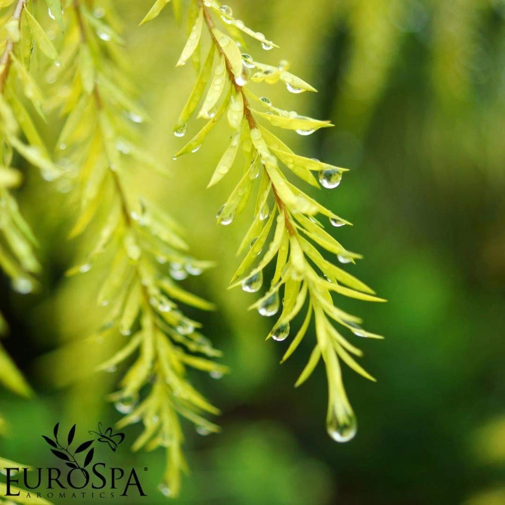 Shower head spray dispersion featuring EuroSpa Aromatics eucalyptus mist.
