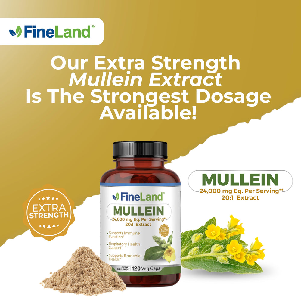 FineLand Mullein Leaf 20x Extract USA manufactured for quality