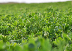 Food to Live Alfalfa Powder made from whole leaves, preserving nutrients