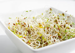 Food to Live fresh alfalfa sprouts on a sandwich, adds crisp texture.