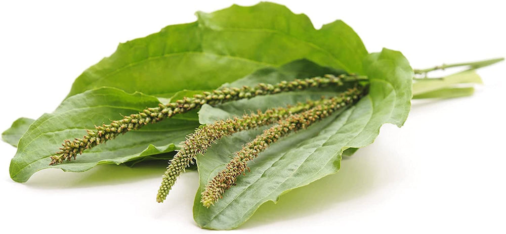 Food to Live psyllium husk powder in bakery and cooking applications.