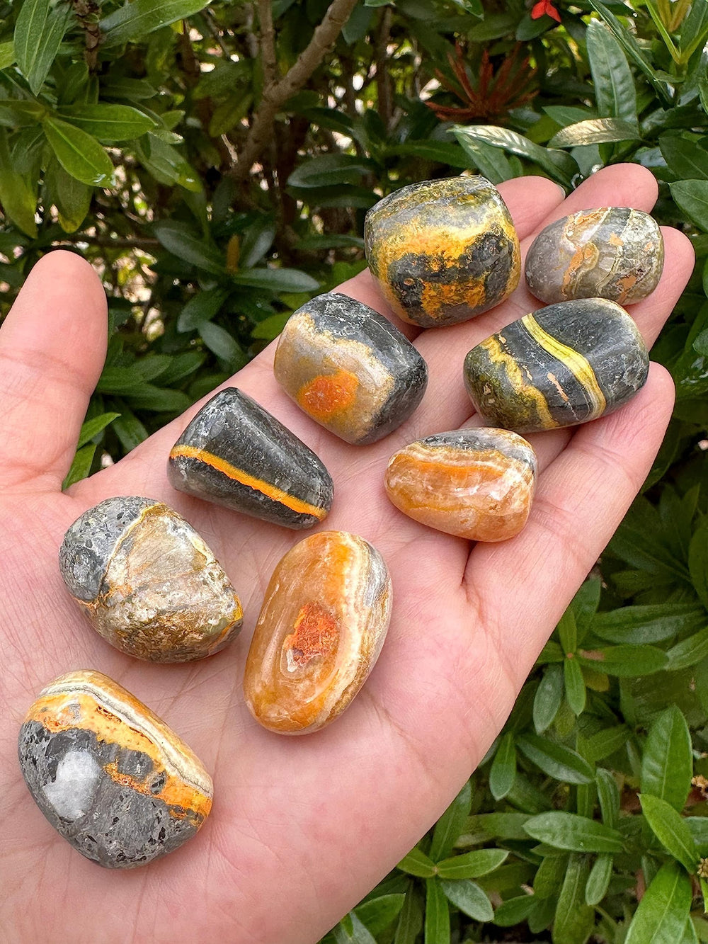 GAF TREASURES Bumble Bee Jasper 0.75 to 1.25 inch stones for versatile displays.