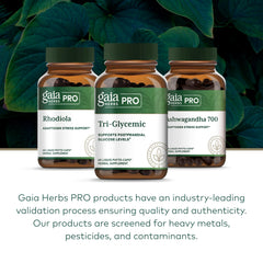 Gaia Herbs PRO Tri-Glycemic ginger root showcases flavorful, traditional metabolic support possibilities