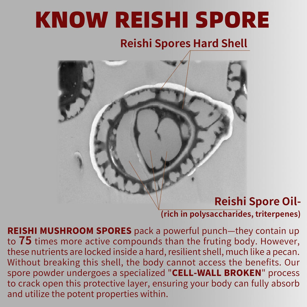 GANOHERB Reishi capsules being dispensed for daily use