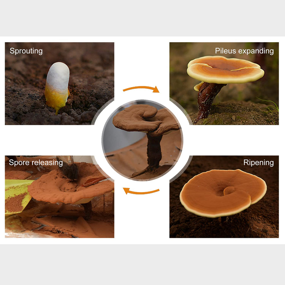 Close-up of GANOHERB Reishi Spore Oil capsules showing 500 mg softgels.