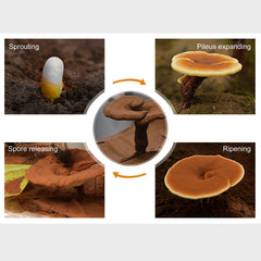 Close-up of GANOHERB Reishi Spore Oil capsules showing 500 mg softgels.