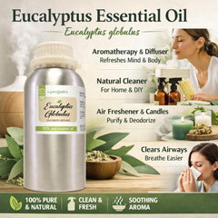 GreenHealth Eucalyptus Globulus oil diffuser — enhances rooms with camphor-like freshness.