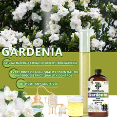 GV77ZF Gardenia essential oil for yoga and meditation sets calming mood