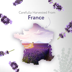 HBNO Organic Lavender Dutch Oil bottle on workbench, showcasing quality production.